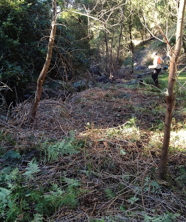Clearing Lantana with a BrushDestructor Blade - DarrenWilliams - After